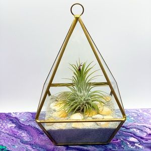 Brass Terrarium with Air Plant